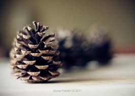 Shallow Depth of Field