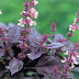 Dark Purple Leaf Plant With Pink Flowers / Discover savings on flower garden plants & more.