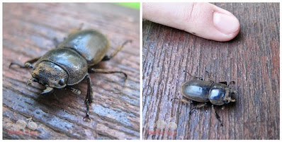 Bako National Park - Beetle - WireBliss