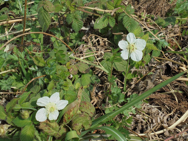 可憐なクサイチゴの花