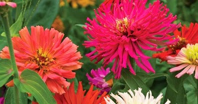 Tips Menanam dan Merawat Bunga Zinnia Bunga Kertas 