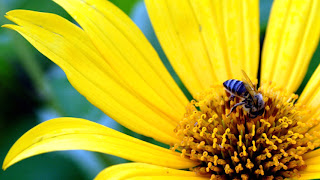 flower and bee (2)