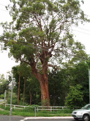 Tallowwood / Eucalyptus microcorys