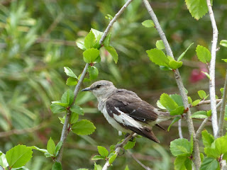 Mimus polyglottos - Moqueur polyglotte