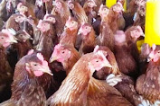 Cara Budidaya Ayam Petelur Produktifitas Maksimal