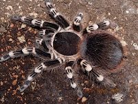 Acanthoscurria geniculata - Vogelspinne