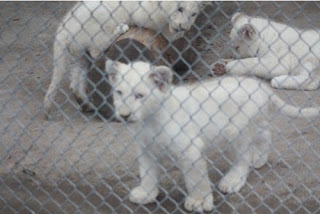 The White Lion Cub Club.