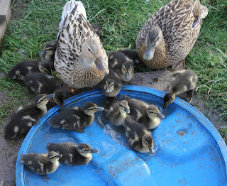 Ducklings hatched under a Cochin Pekin Bantam go back to Mother