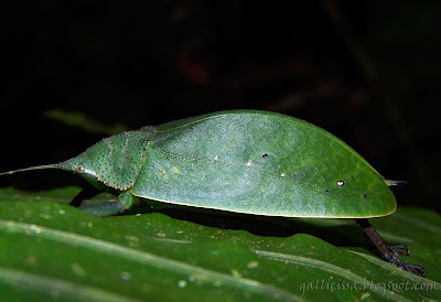 Zumala robusta