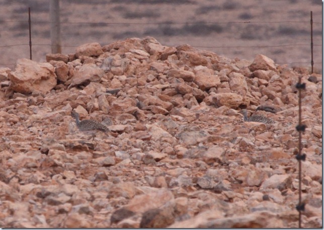 houbara_bustard