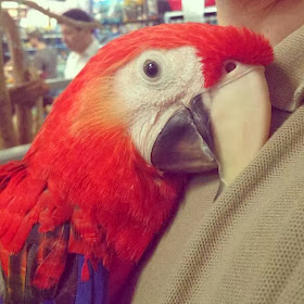 Funny animals of the week - 31 January 2014 (40 pics), parrot cuddles with human