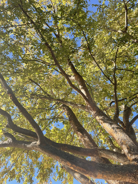 Yet another view of just the tree with the yellow leaves. The branches spread out above my head making an umbrella of color which contrasts with the blue sky beyond.