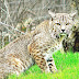 Bobcat - Bobcats In Oregon