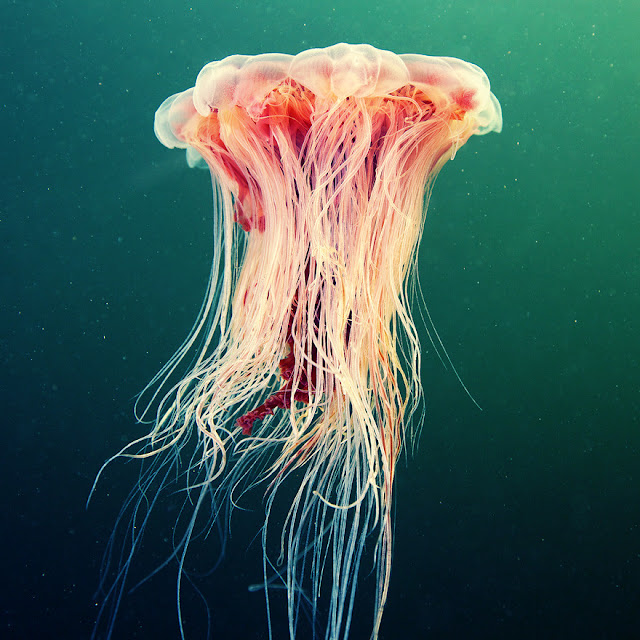 Цианея (медуза)