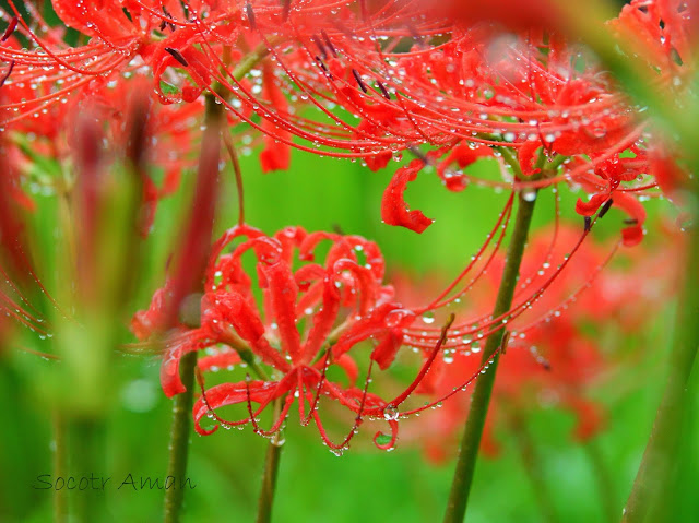 Lycoris radiata