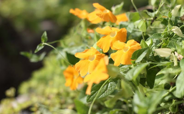 Black-Eyed Susan Vine Flowers Pictures