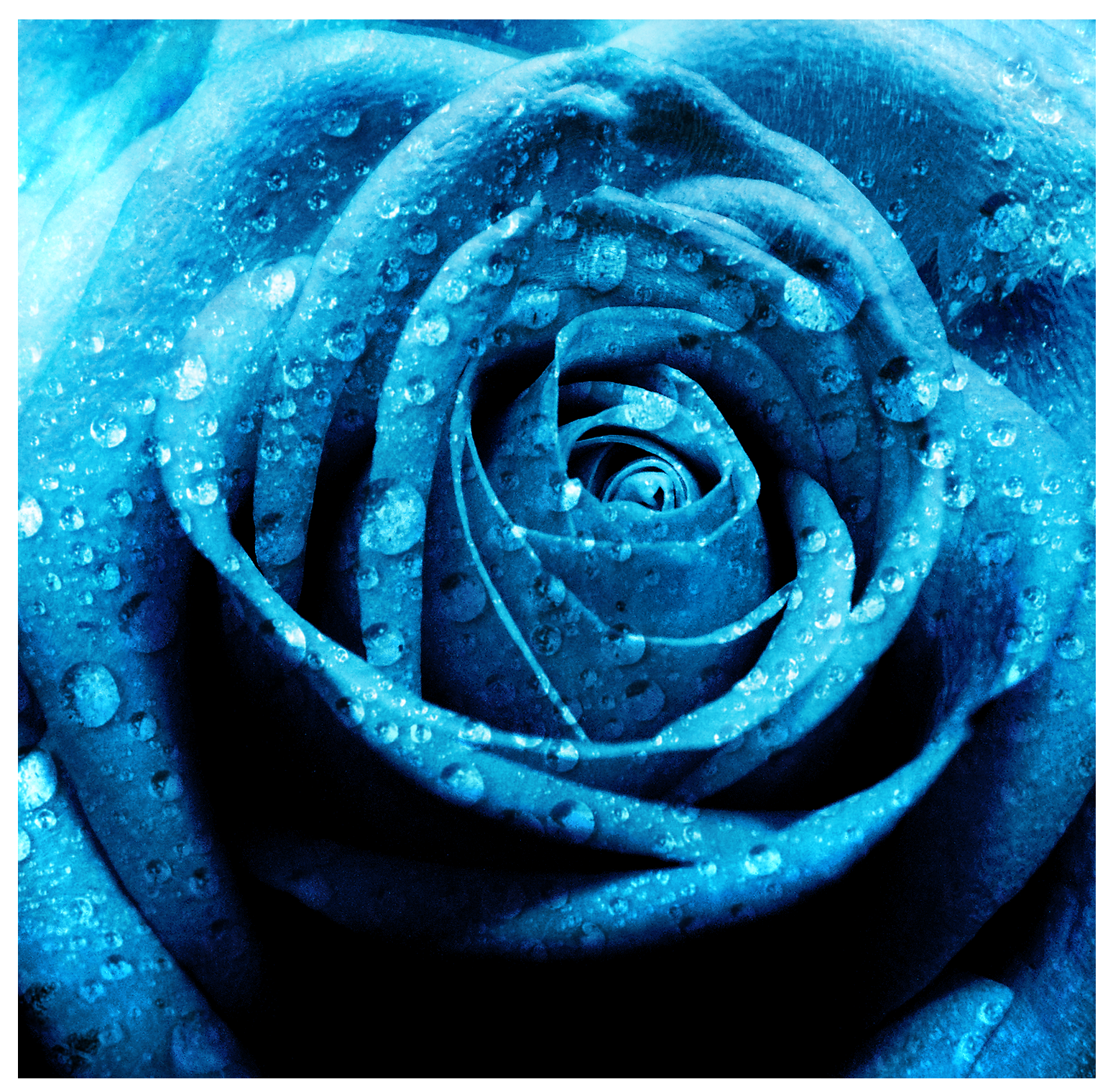 HD Wallpaper of Blue Rose