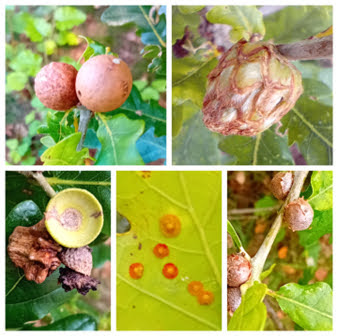 Clock-wise from top left : Marble Gall, Artichoke Gall, Cola-nut Gall, Spangle Gall, Knopper Gall