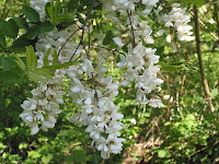 Black locust blossoms