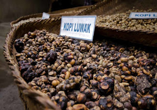 Kopi Nusantara, Kopi Luwak