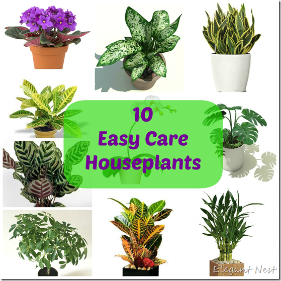 Elegant Nest 10 Easy Care  Houseplants 