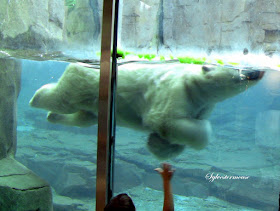 Memphis Zoo Review - Polar Bear Swimming Photo by Sylvestermouse