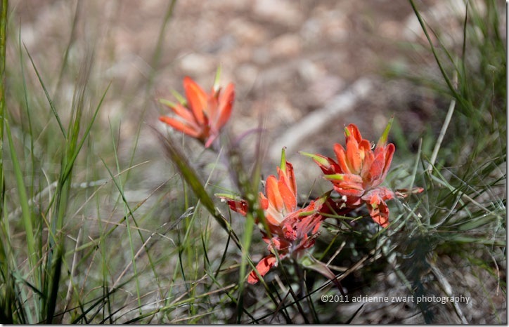 red wildflower photo by Adrienne Zwart
