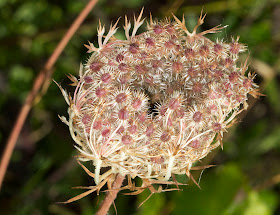 Wild Carrot, Daucus carota ssp carota, on Burnt Gorse, High Elms Country Park, 15 September 2011.