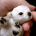 Urso polar do bebê.
