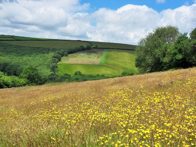 Walking across fields from Golant, Cornwall