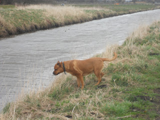 Sheba looking at the river.
