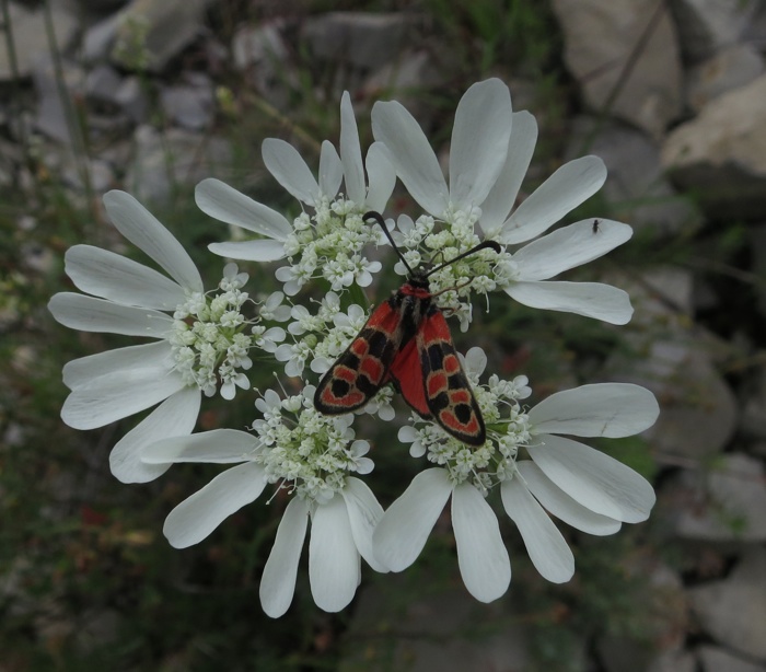 Orlaya à grandes fleurs