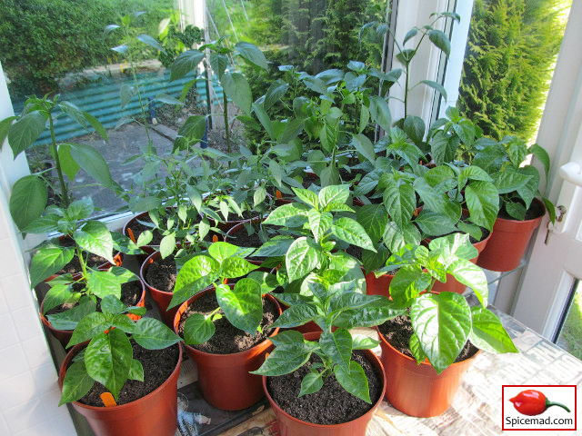 Chilli Plants in the Porch - 11th May 2019