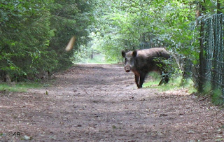 wandelingen door de natuur; wild zwijn