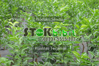 Jual Bibit Jeruk Lemon Lokal Berbuah Salah satu tanaman dengan vitamin C tinggi adalah jeruk lemon Agro |  bibit jeruk purut yang bagus - bibit jeruk di malang