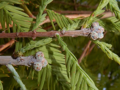 Female cones of Bald Cypress