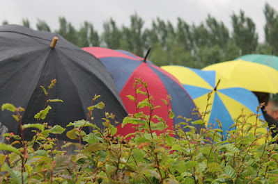 4 paraplus in diverse kleuren achter een haag