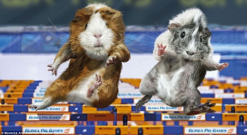 guinea-pig-games-9