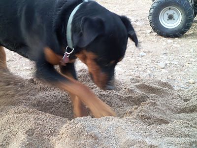 Rottweiler Obedience Training Tips