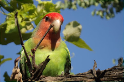 Cara merawat burung Lovebird biar ngekek panjang