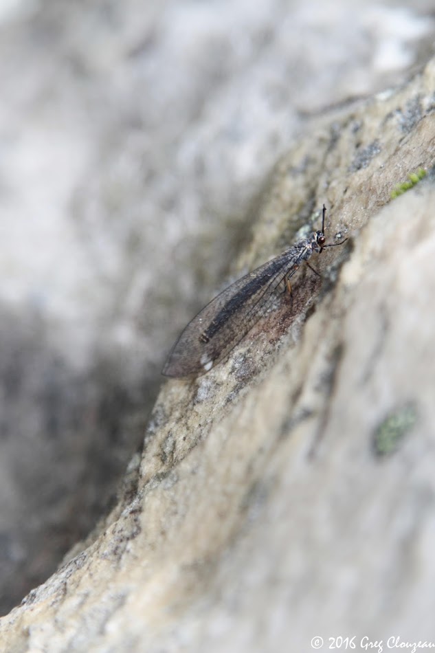 Myrmeleon formicarius , fourmillon commun, Trois Pignons, (C) 2016 Greg Clouzeau