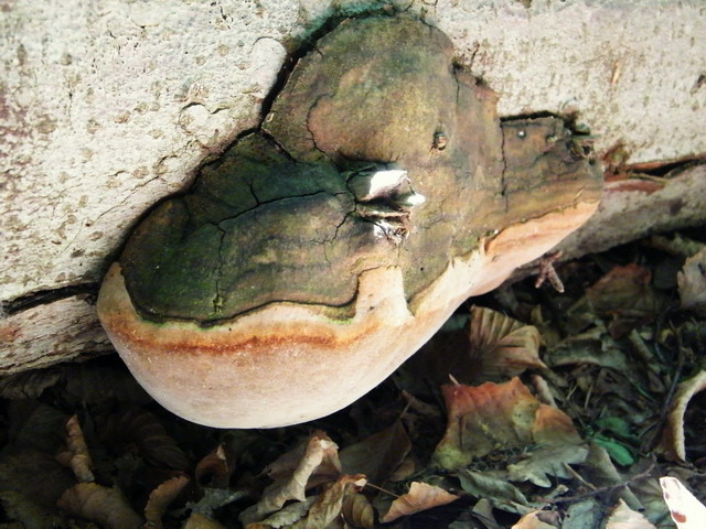 Phellinus hartigii