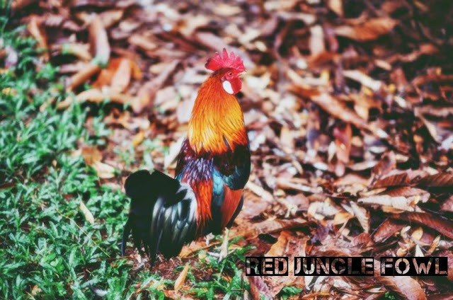 Lebih Dulu Mana Ayam  atau Telur  Ayam  Ini Jawaban 