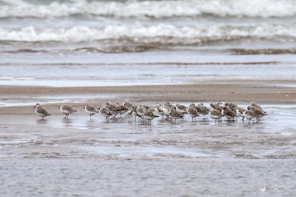 Sanderling