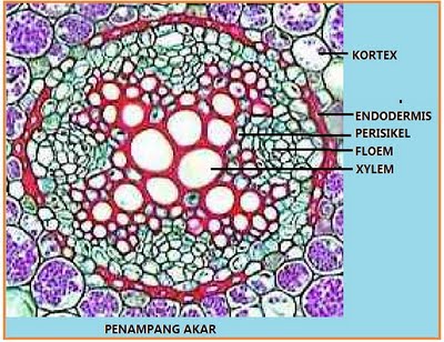 PERMATA'S BLOG: LAPORAN BIOLOGI TUMBUHAN MONOKOTIL DAN DIKOTIL