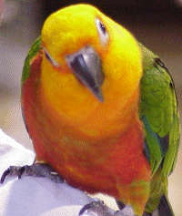 Beautiful,cute green,red and yellow parrot,parrot is sitting ,wallpaper, pitchers,images 