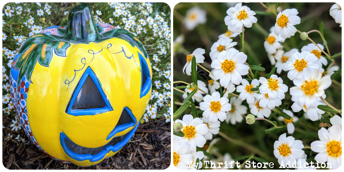 Join me for a virtual stroll through my late blooming fall garden!