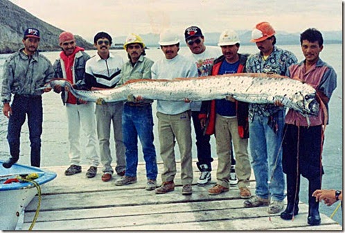 ikan mirip naga yang hampir punah - herlan brot