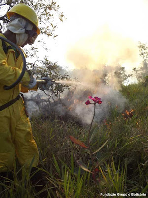 Dia do Cerrado, 11 de setembro, cerrado, bioma, savana, incêndios florestais, fogo, incêndios, desmatamento, fogo no cerrado, queimadas, extinção, unidades de conservação, fundação boticário, natureza