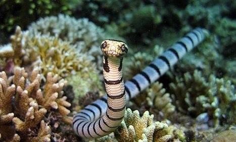 Most Dangerous and Venomous Snakes in the World..
